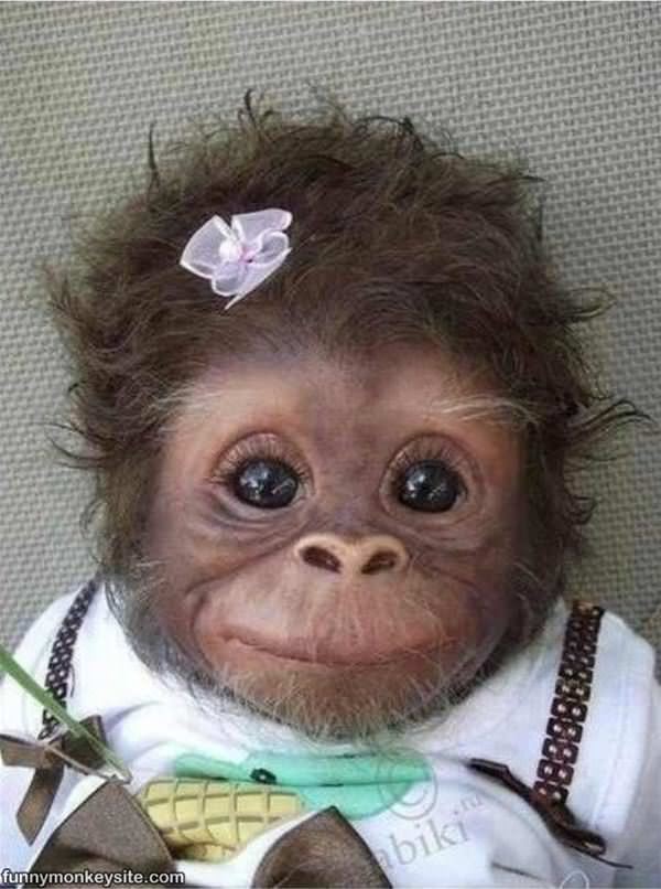 Cute Dressed Up Monkey - Funny Monkey Pictures