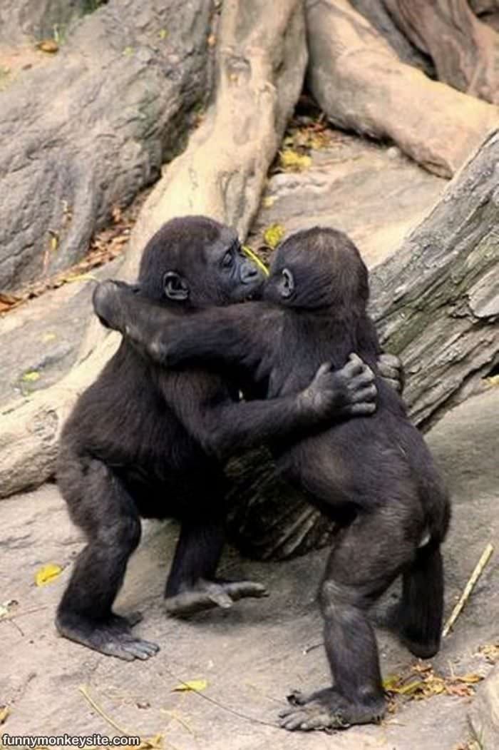 Monkey Kisses