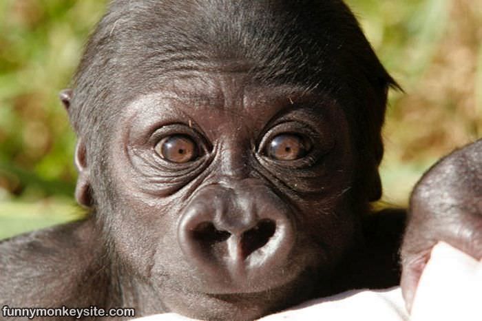 Monkey Face Closeup : This picture was posted 2/18/2011, it has 12,836 ...