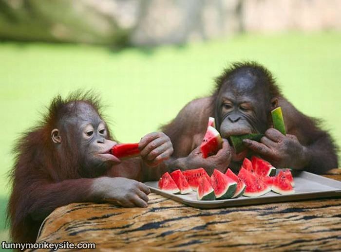 Watermelon_Monkeys.jpg