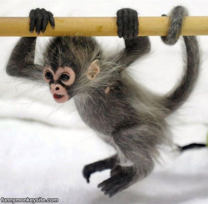 what-is-that-thing-funny-monkey-pictures