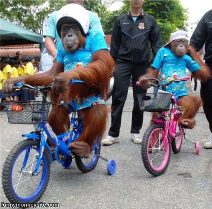 Bike Riding Monkeys