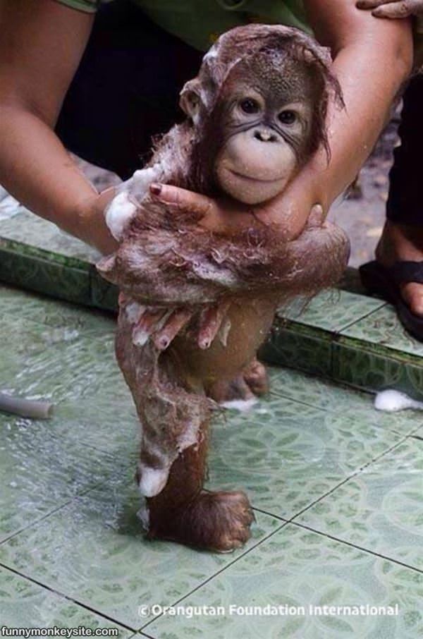 Cute Baby Orangutan Bath