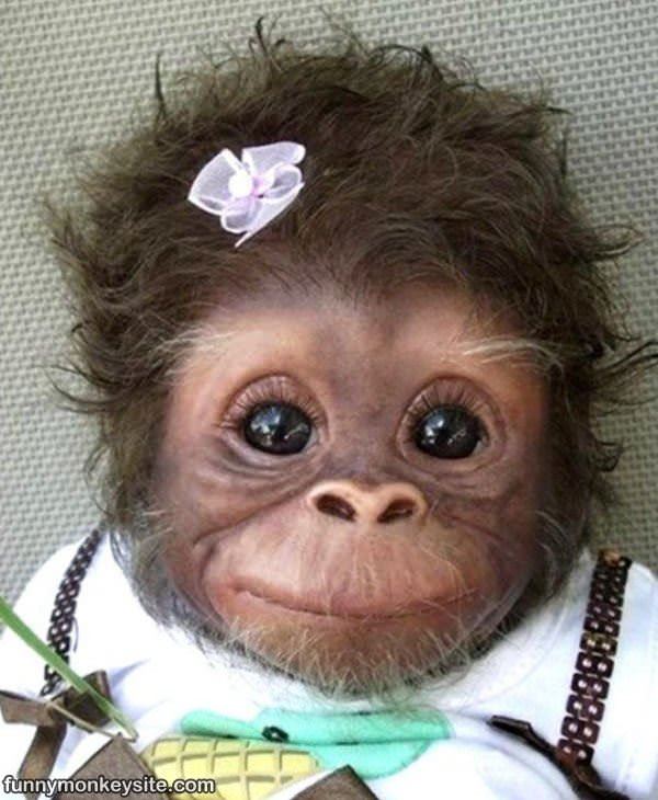 Cute Little Monkey
