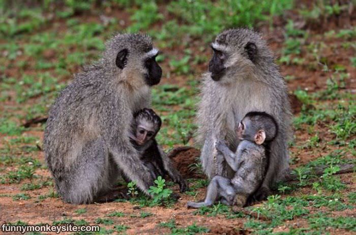 Cute Monkey Familys