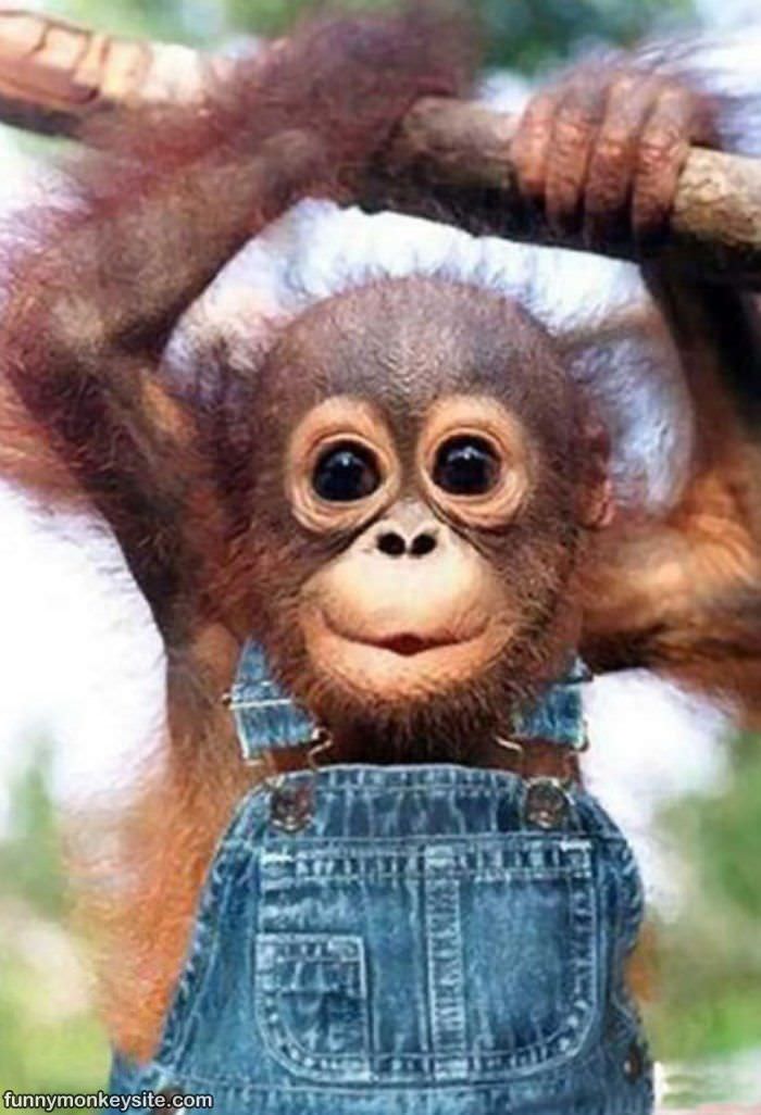 Cute Monkey Is Cute