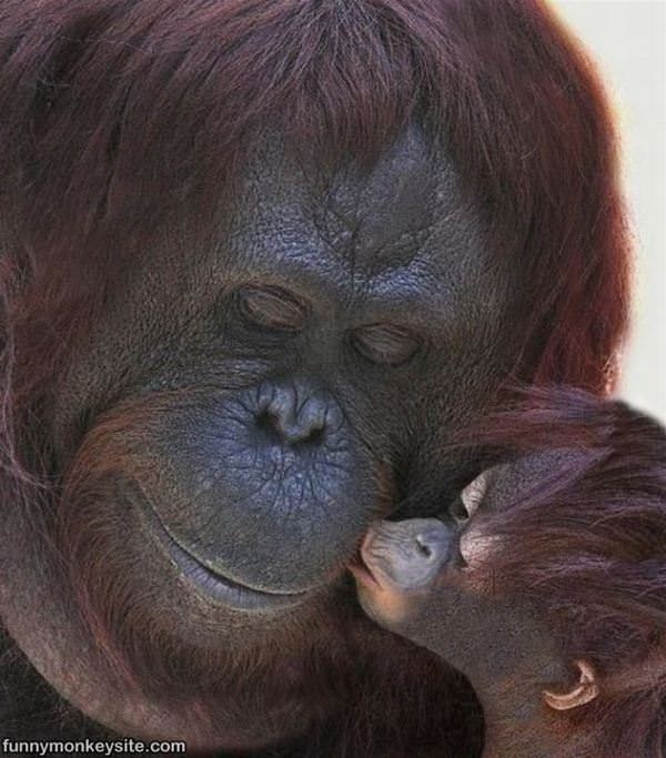 Cute Monkey Kiss