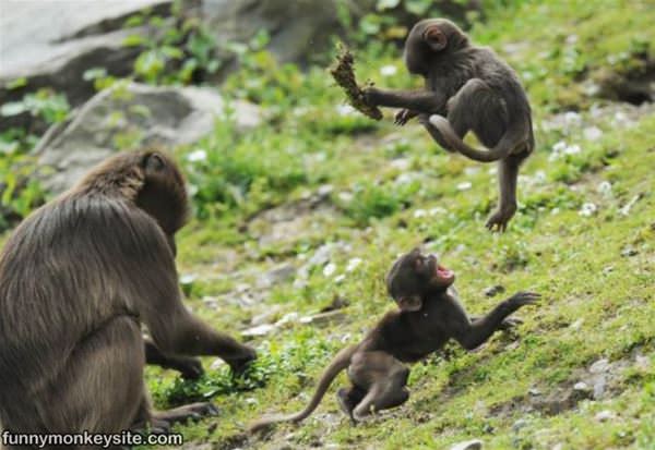 Cute Monkey Play Time