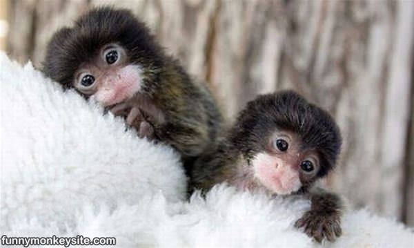 Cute Tiny Monkeys