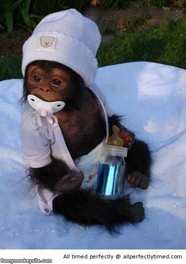 Cutest Baby Monkey Ever