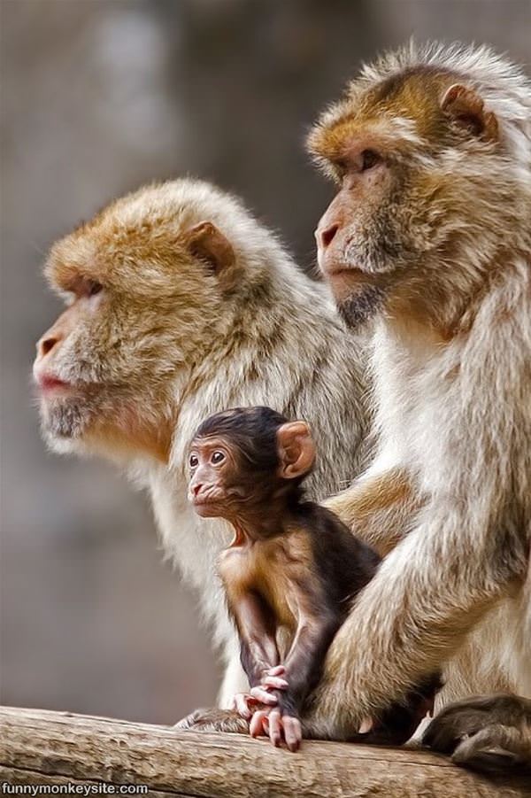 Cutest Monkey Family Ever