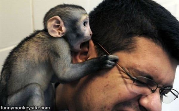 Ear Eating Monkey