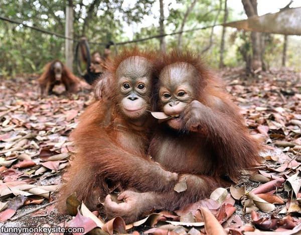 Eating Some Leafs