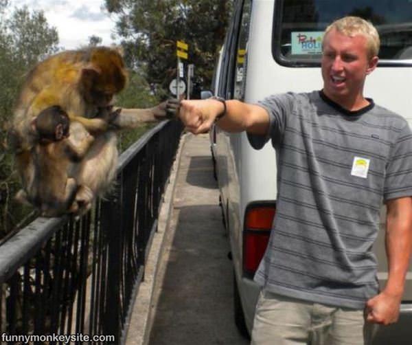 Fist Bump Monkey