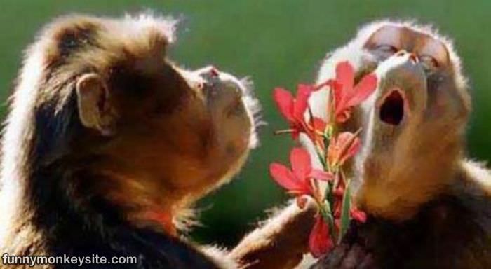 Flower Monkeys