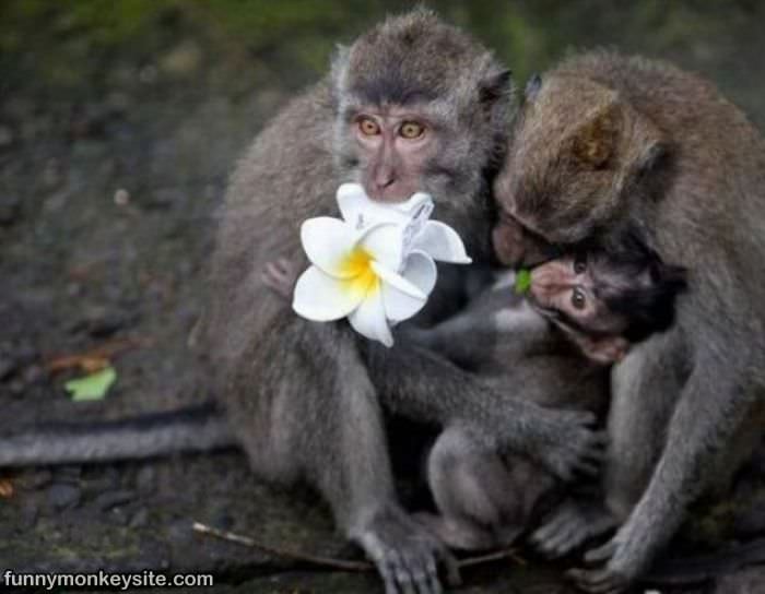 Flower Picking