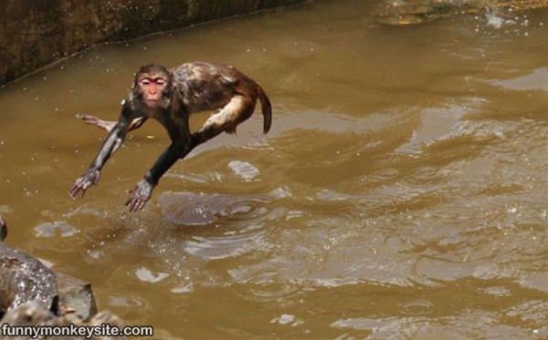 Flying Bath Monkey