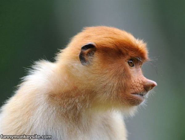 Funny Faced Monkey