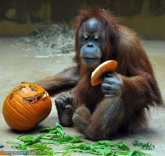 Halloween Monkey