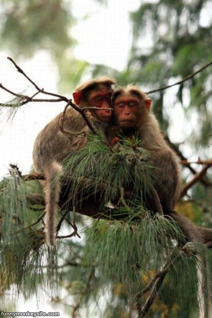 Hanging Out In A Tree