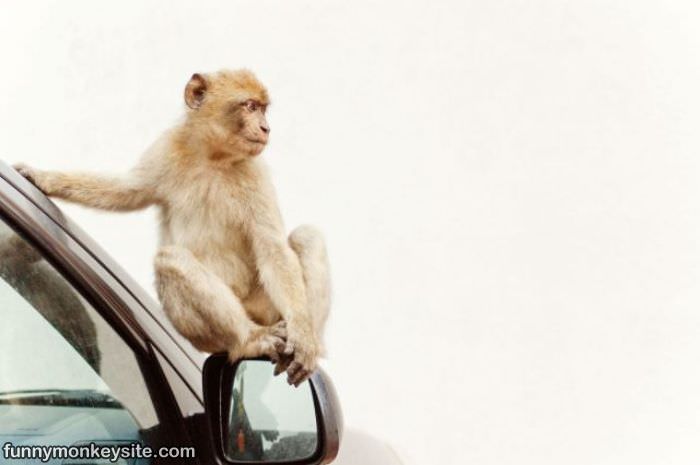 Hanging Out On The Car