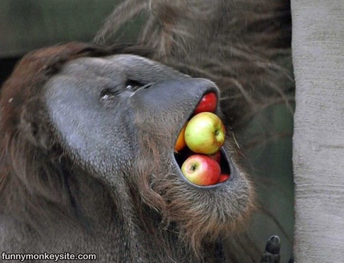 I Looove Apples