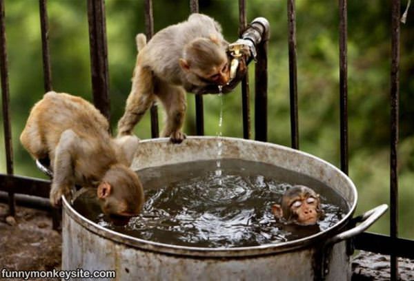 Little Monkey Bath