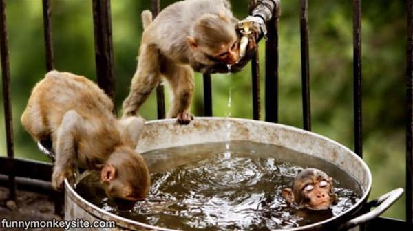 Little Monkey Bath