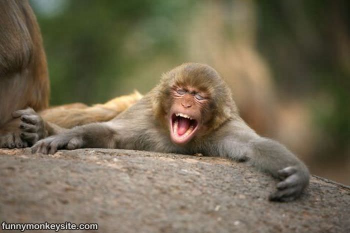 Lol Monkey - Funny Monkey Pictures