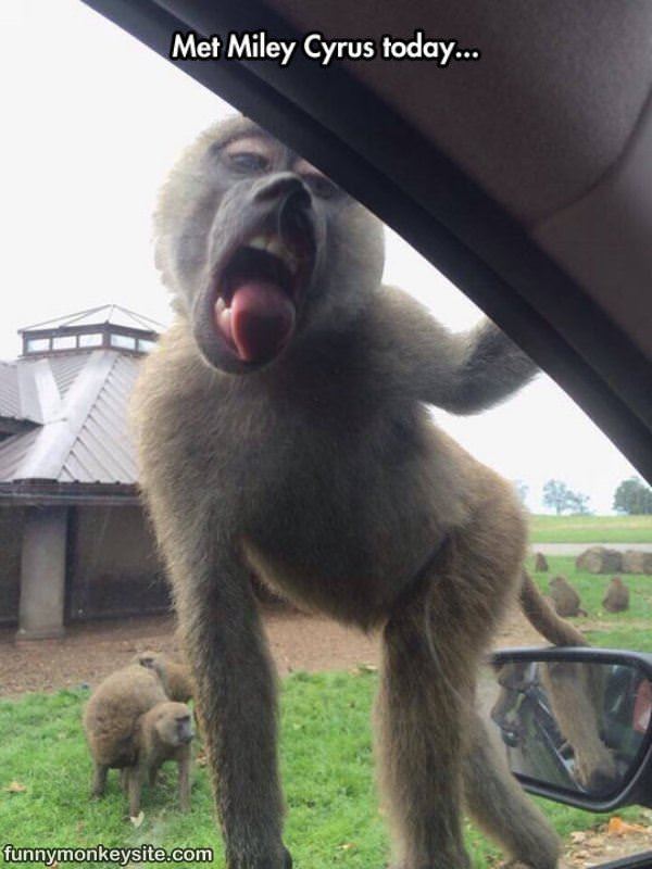 Miley Monkey