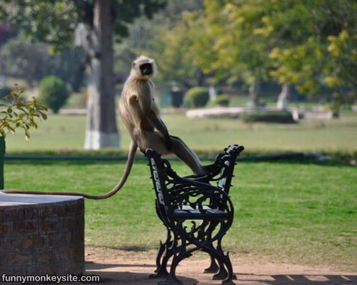 Monkey At The Park