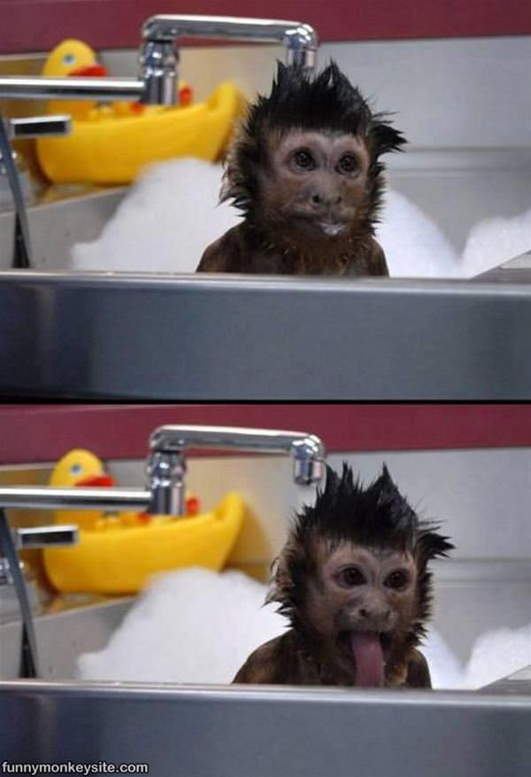 Monkey Bath