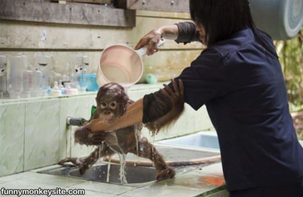 Monkey Bath Time