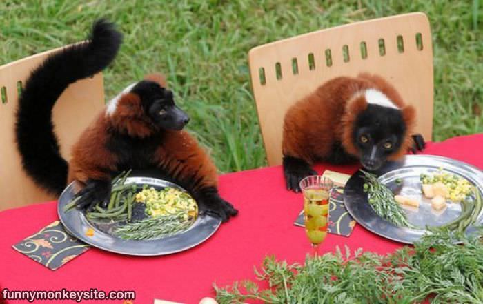 Monkey Dinner