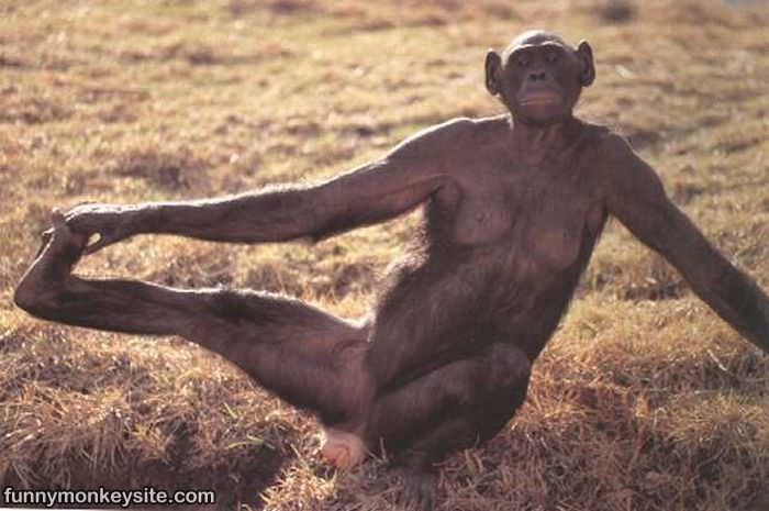 Monkey Doing Some Stretching