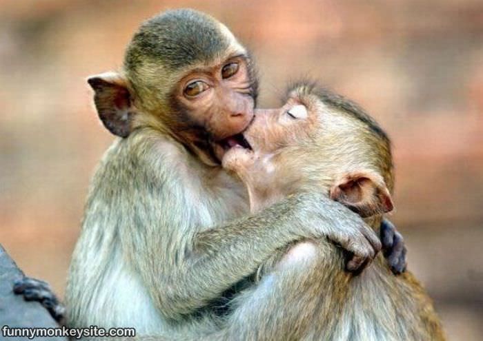 Monkey Kiss