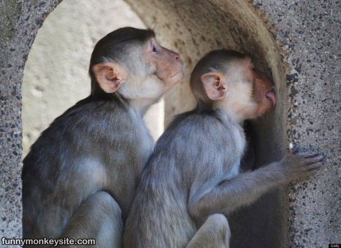 Monkey Licking Walls