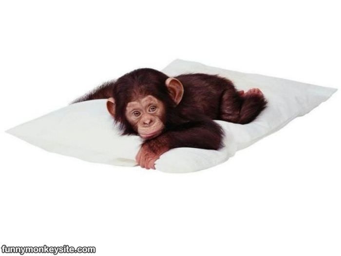 monkey pillow