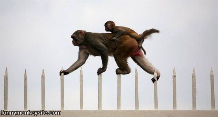 Monkey Run