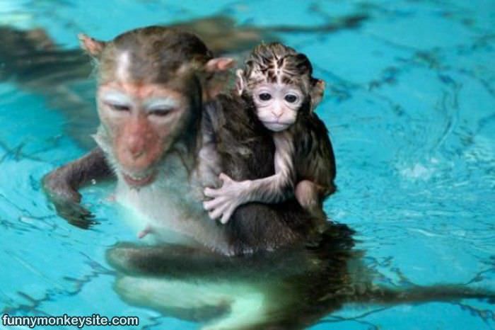 Monkey Swim