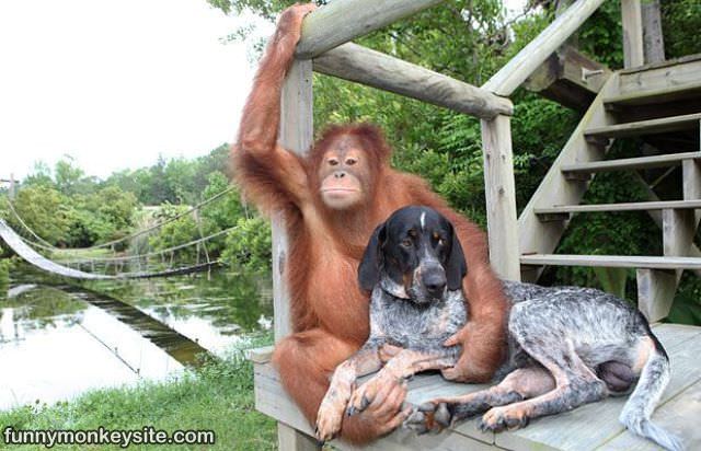 Monkey With A Dog