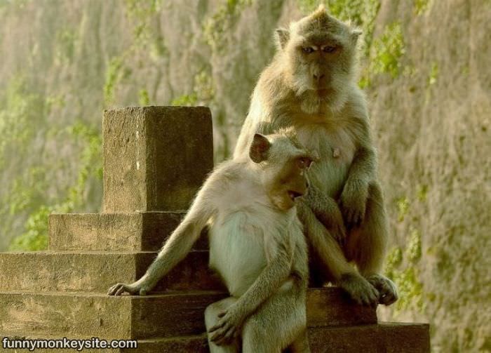 Monkeys Chillin