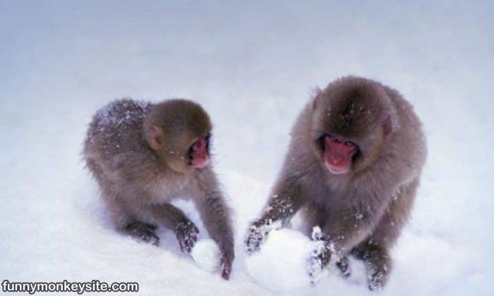 Monkeys Snowman