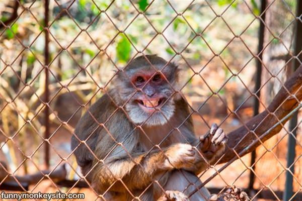 One Happy Monkey