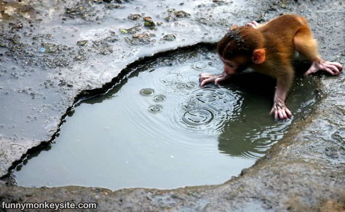 Puddle Monkey