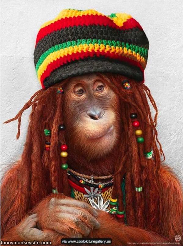 Rasta Monkey