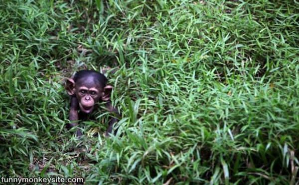 Relaxing In The Grass Monkey