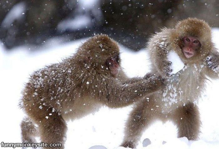 Snowball Fight