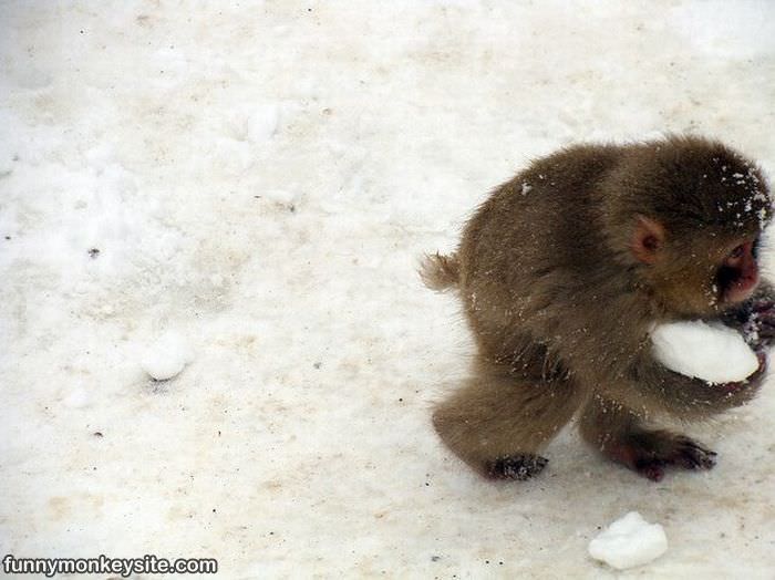 Snowball Making