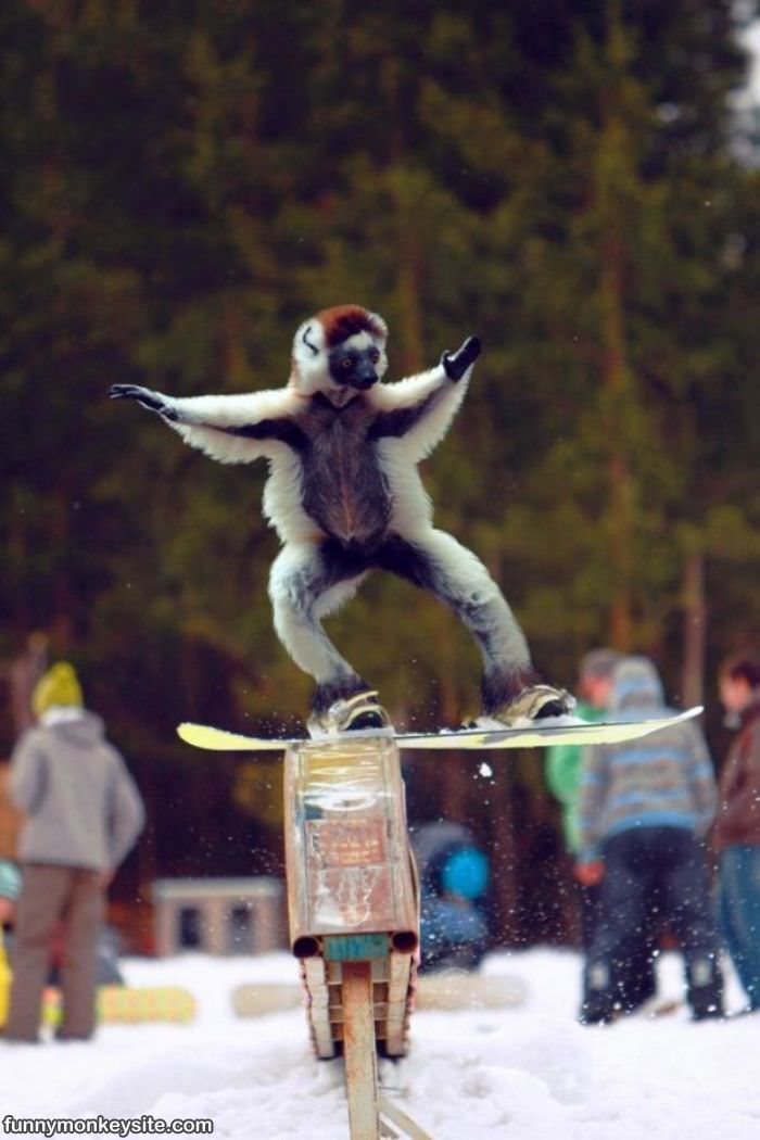 Snowboarding Monkey